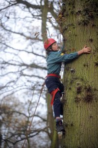 treeClimb2